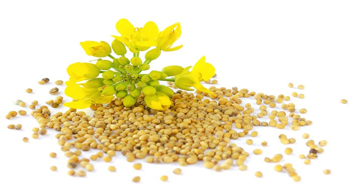 Organic Yellow Mustard Seeds