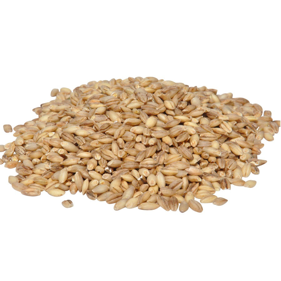 Organic Barley in bulk