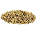 Organic Coriander Seeds