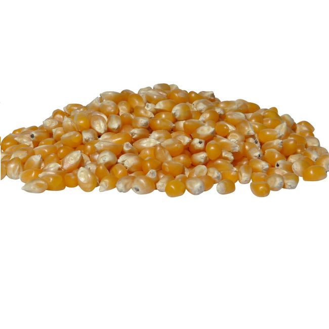 Organic Corn Kernel in Bulk